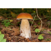 Мицелий Белого гриба березового (Boletus betulicola)